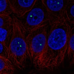 BRD3 Antibody, Novus Biologicals 0.1mL; Unlabeled:Antibodies, Polyclonal